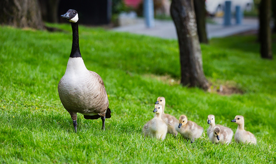 Mothering