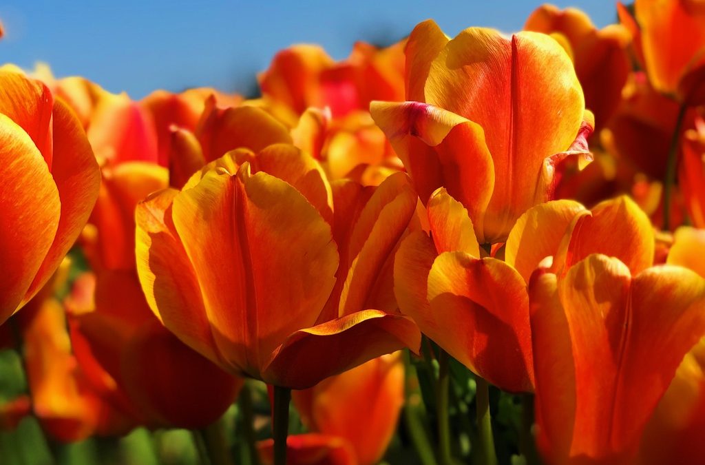 Gifts of Beauty